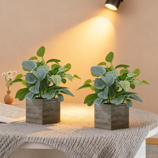 Set of two small eucalyptus potted plants for desk or coffee table decor